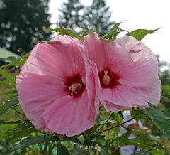 Hibiskus / Eibisch -rosa-