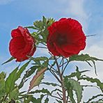 Hibiskus / Eibisch -rot-