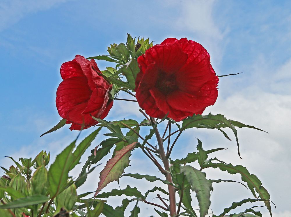 Hibiskus / Eibisch rot Foto & Bild rot, makro, natur Bilder auf