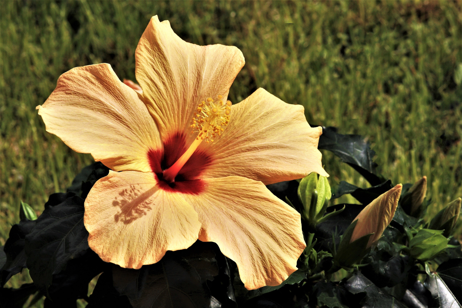 Hibiskus , ein  Mittwochsblümchen   