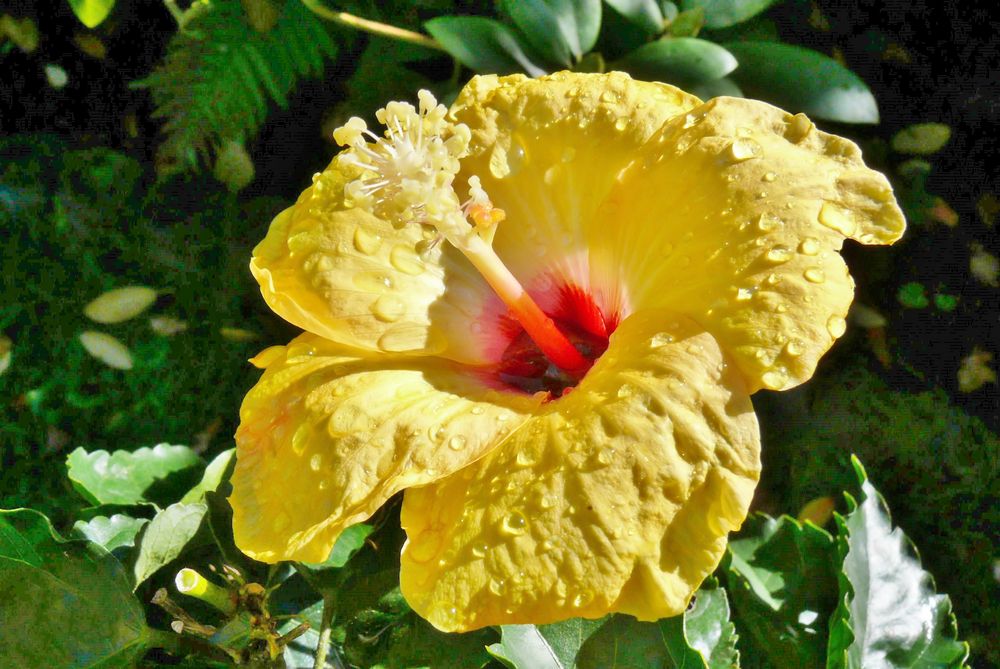 Hibiskus - Ein strahlendes Gesicht ...