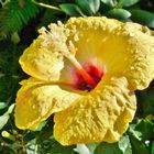 Hibiskus - Ein strahlendes Gesicht ...