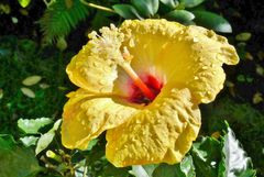 Hibiskus - Ein strahlendes Gesicht ...