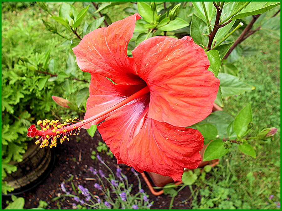 Hibiskus - eine Schönheit