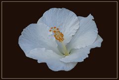 Hibiskus, es war noch  Frühling !!