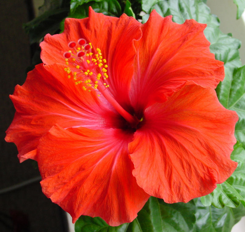 Hibiskus