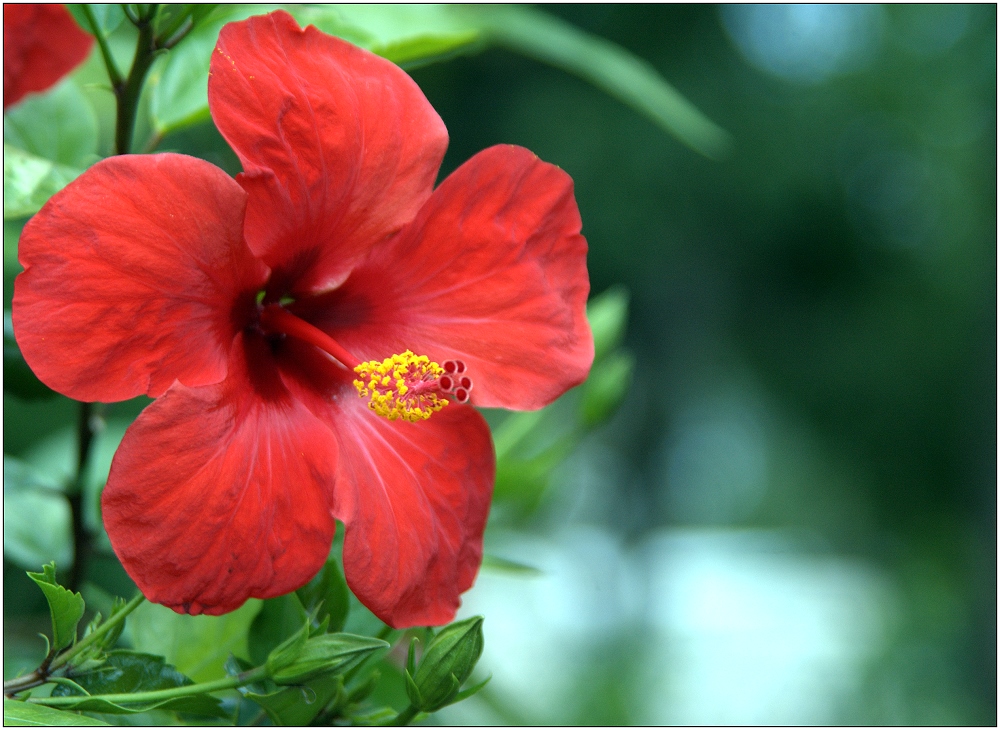 ... Hibiskus ...