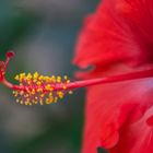 Hibiskus,