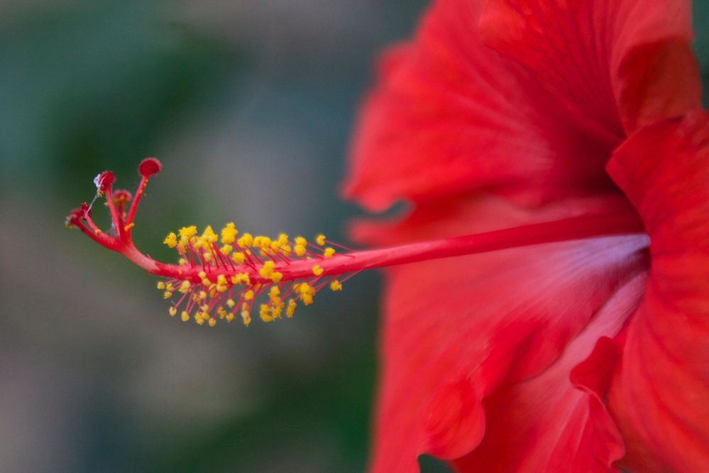 Hibiskus,