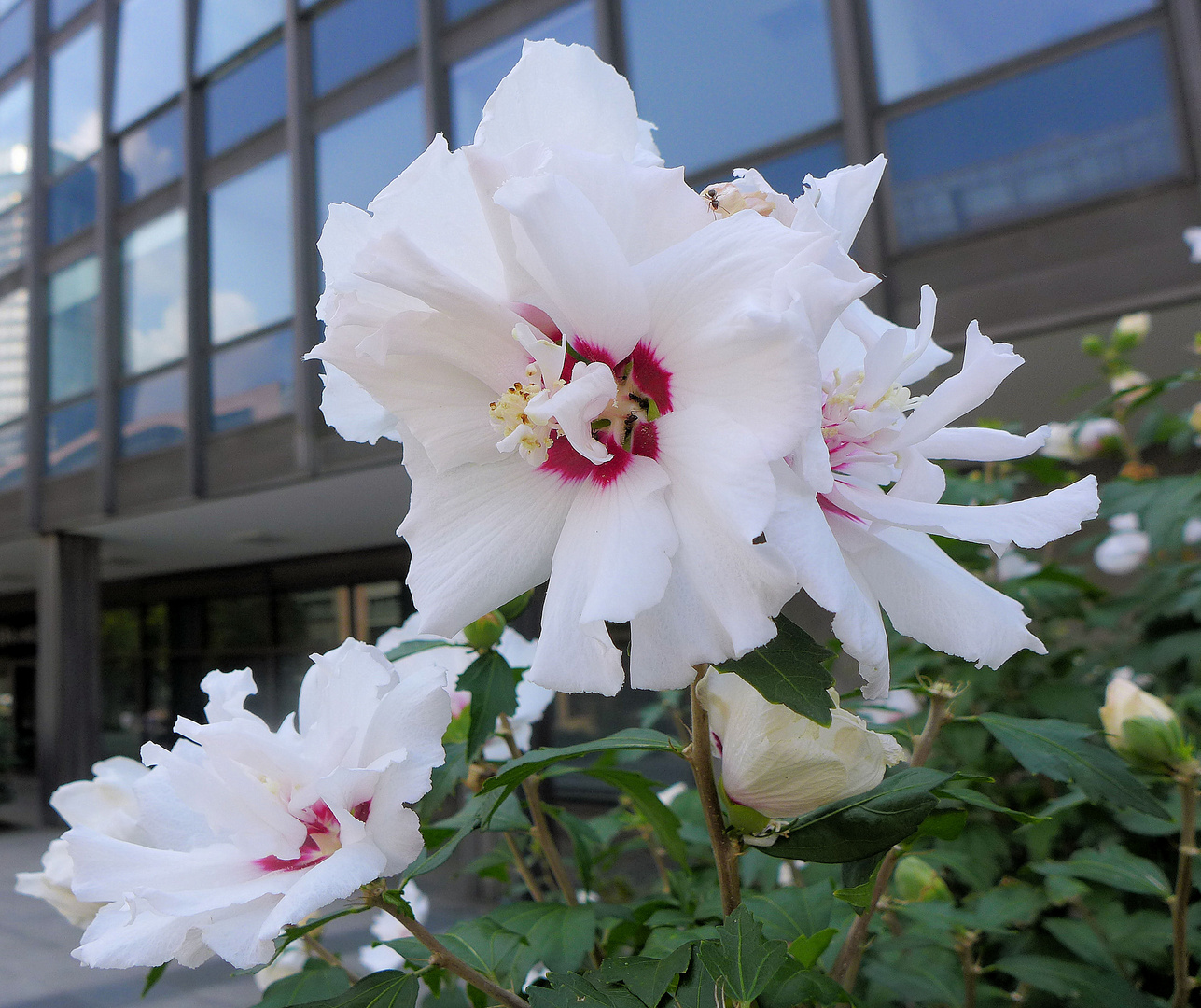 Hibiskus