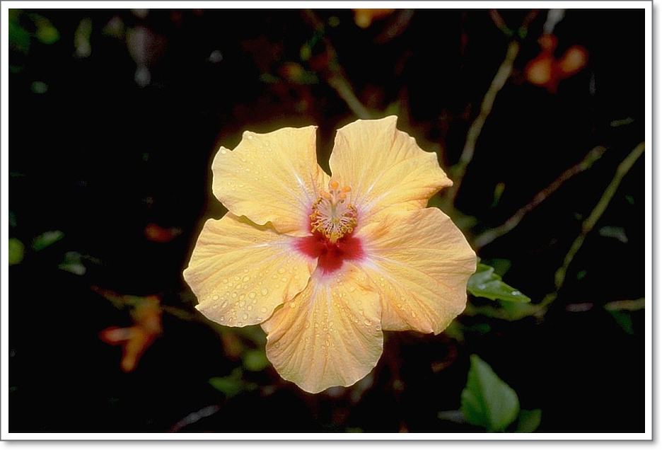 hibiskus