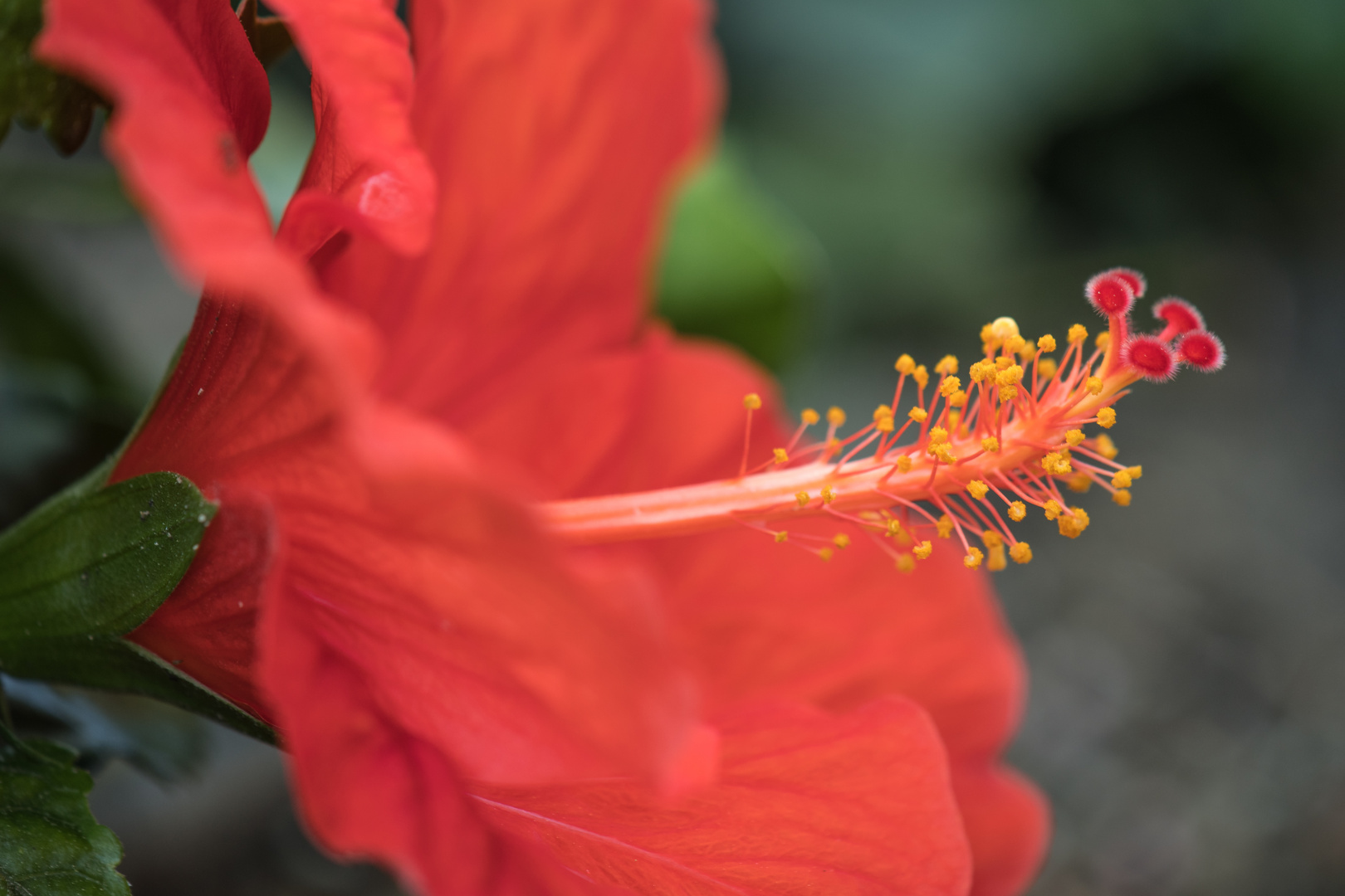 Hibiskus