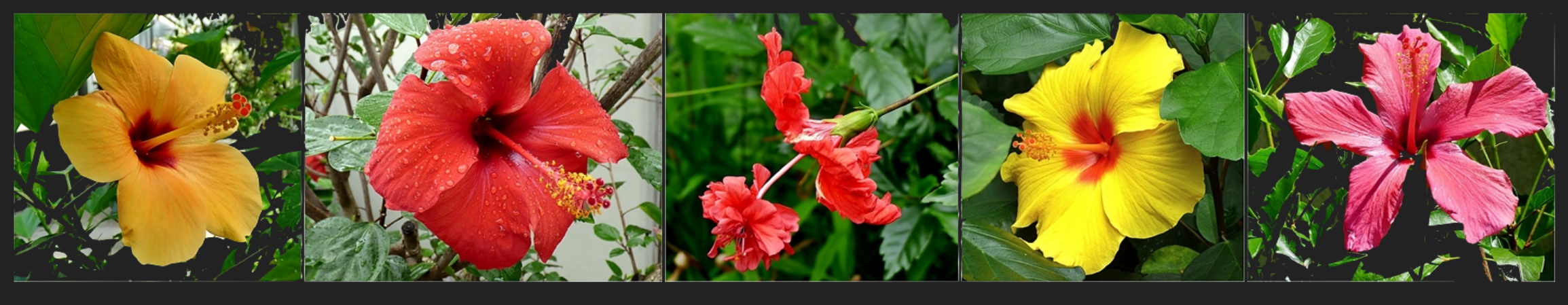 Hibiskus