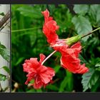 Hibiskus