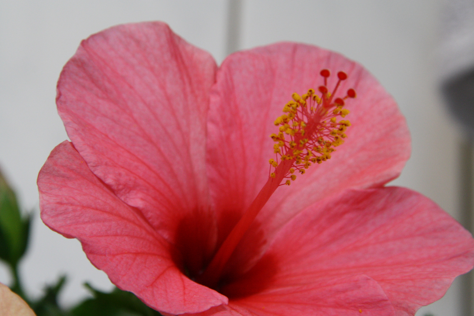 Hibiskus