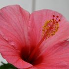 Hibiskus