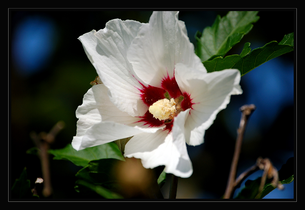 Hibiskus