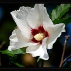 Hibiskus