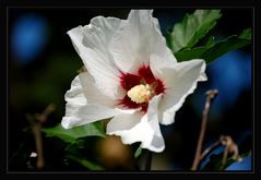 Hibiskus