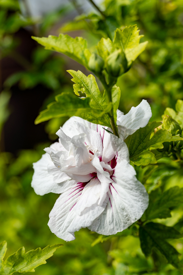 Hibiskus