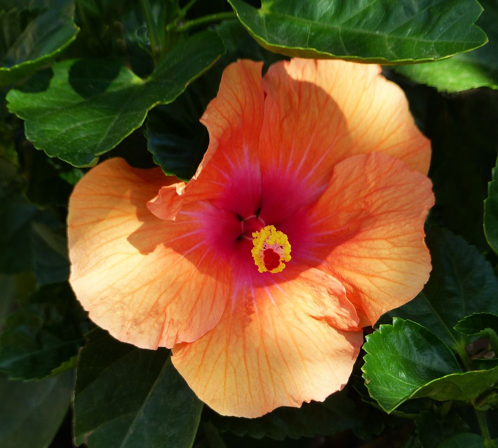 Hibiskus