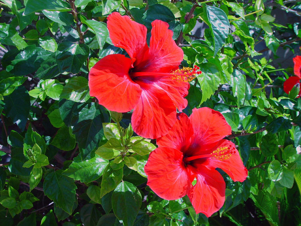 Hibiskus