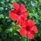 Hibiskus