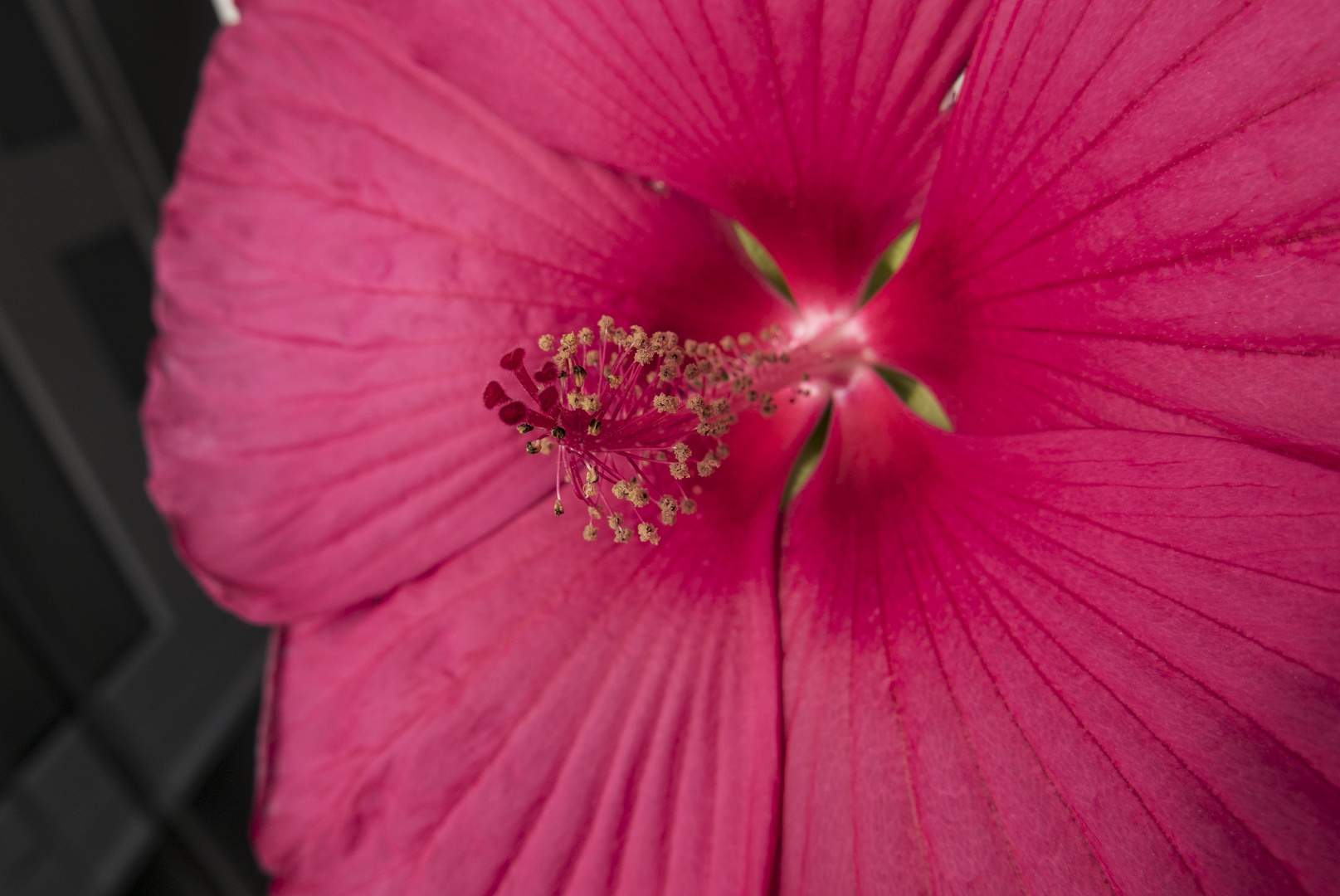 Hibiskus!