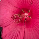 Hibiskus!