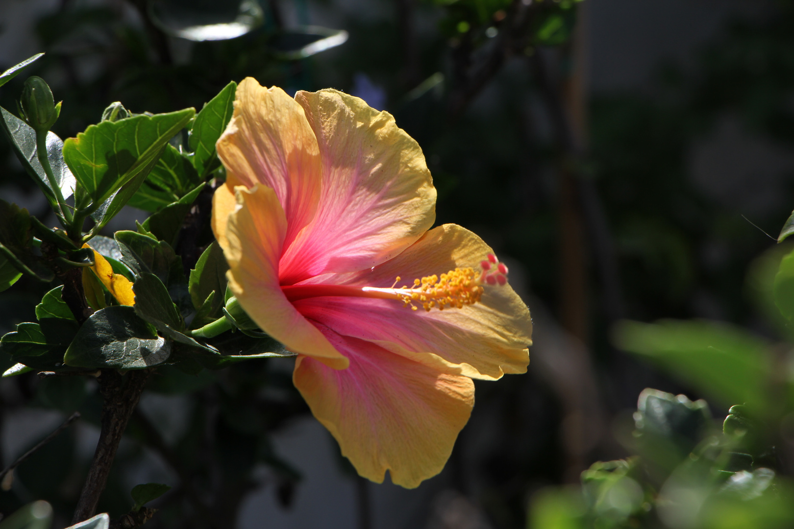 Hibiskus