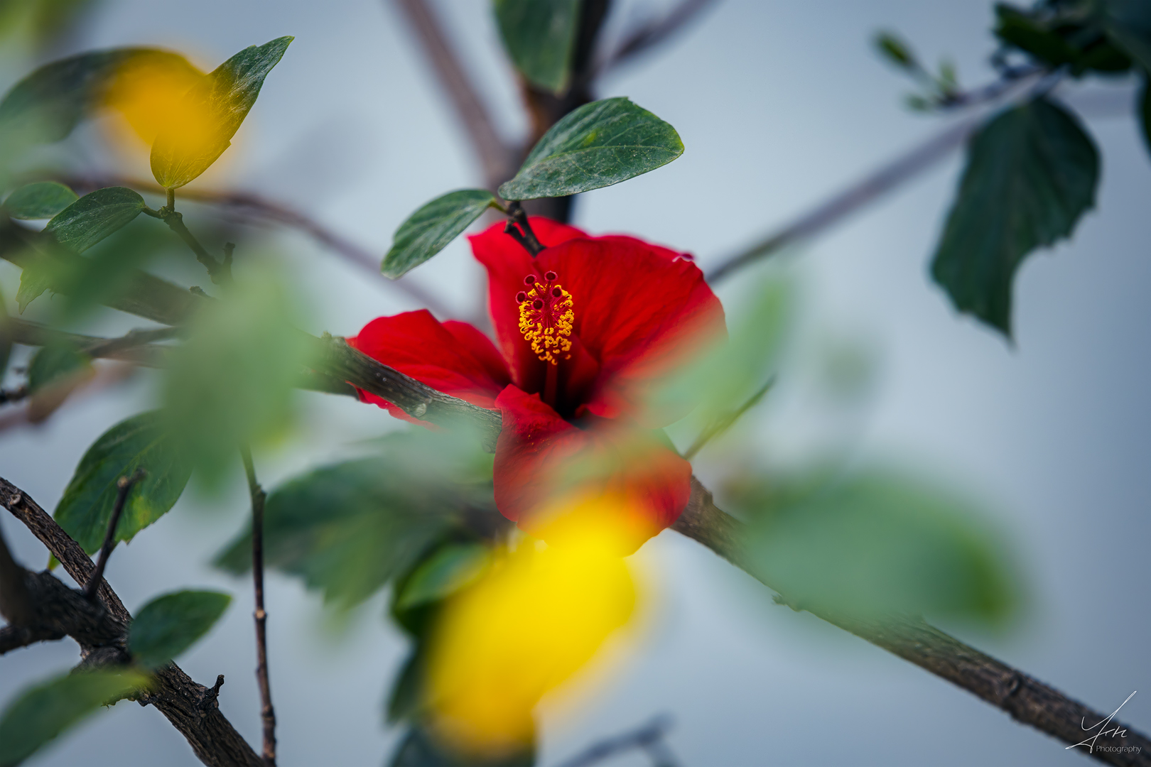 Hibiskus