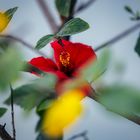 Hibiskus