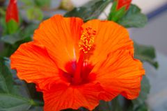 Hibiskus
