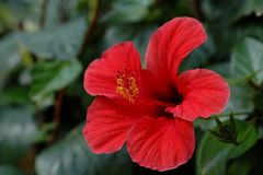 Hibiskus