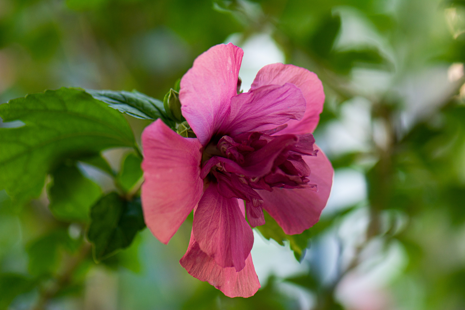Hibiskus Foto & Bild pflanzen, pilze & flechten, blüten