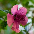 Hibiskus