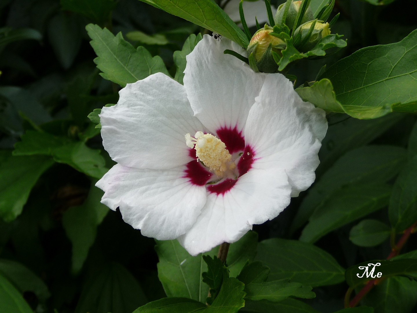 Hibiskus