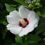 Hibiskus