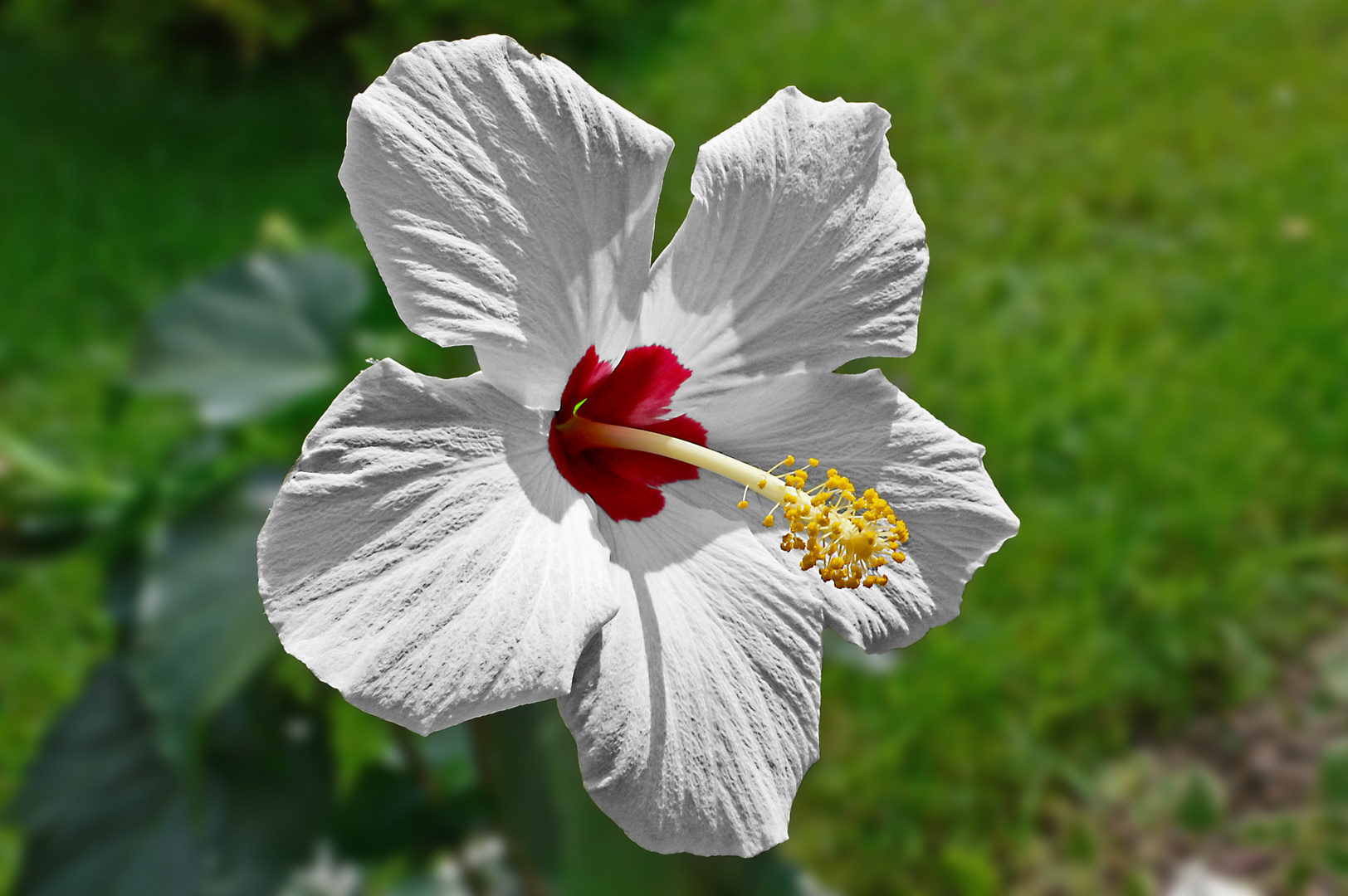 Hibiskus