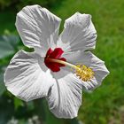 Hibiskus