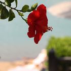 Hibiskus