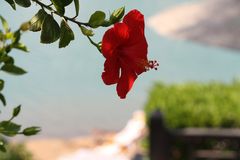 Hibiskus