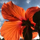 Hibiskus