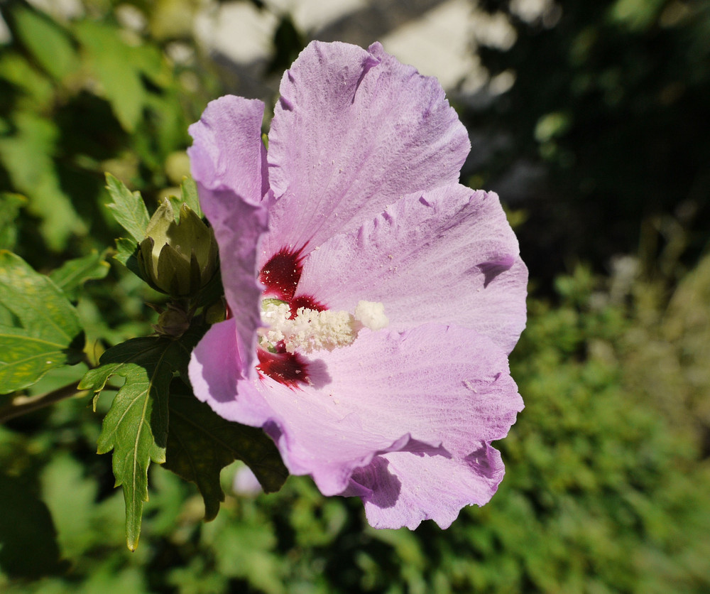 Hibiskus