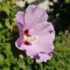 Hibiskus