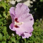 Hibiskus