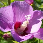 Hibiskus