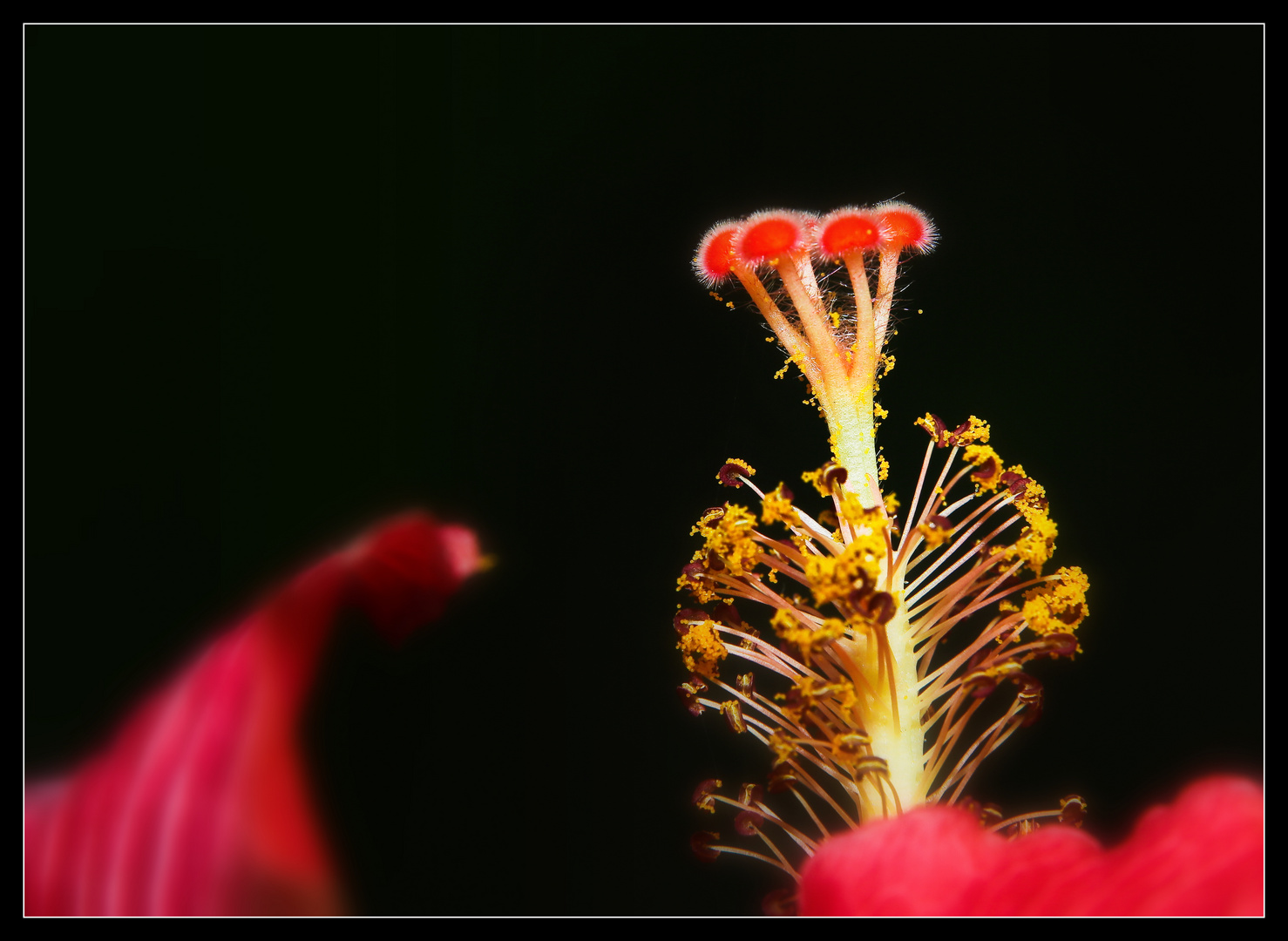 Hibiskus