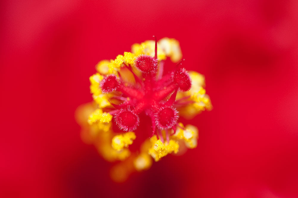 Hibiskus