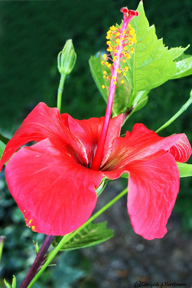 Hibiskus